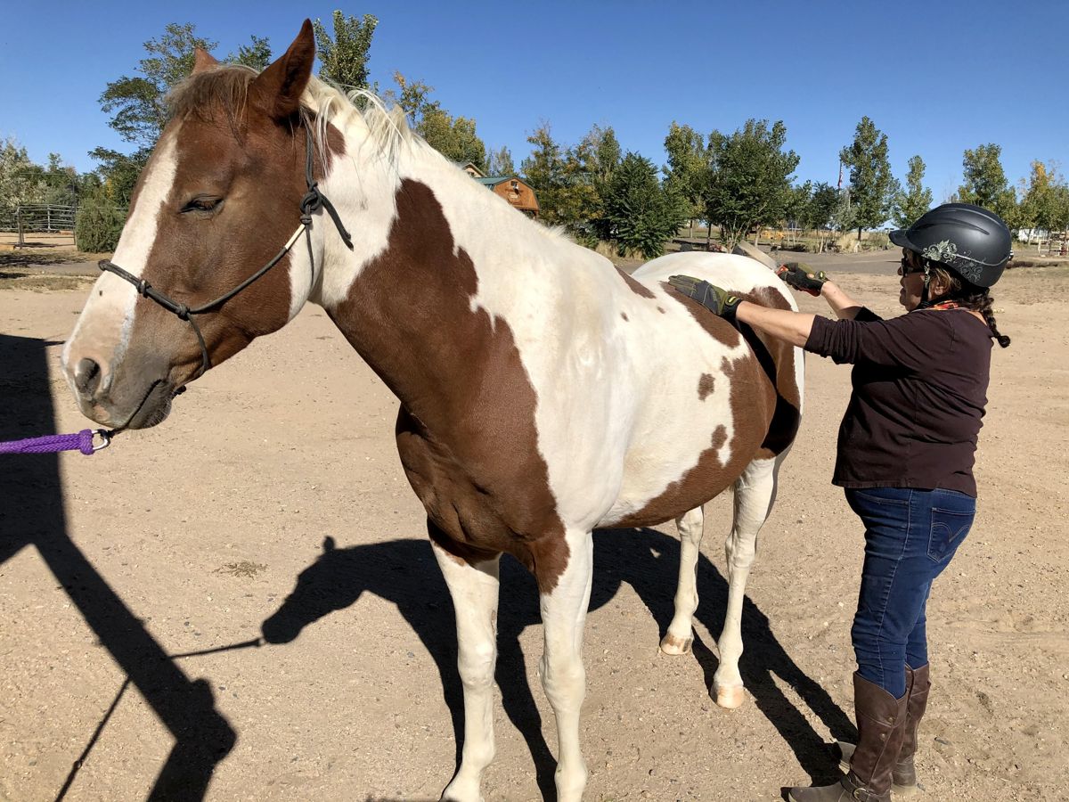 A rider grooming Bourbon in the sunshine