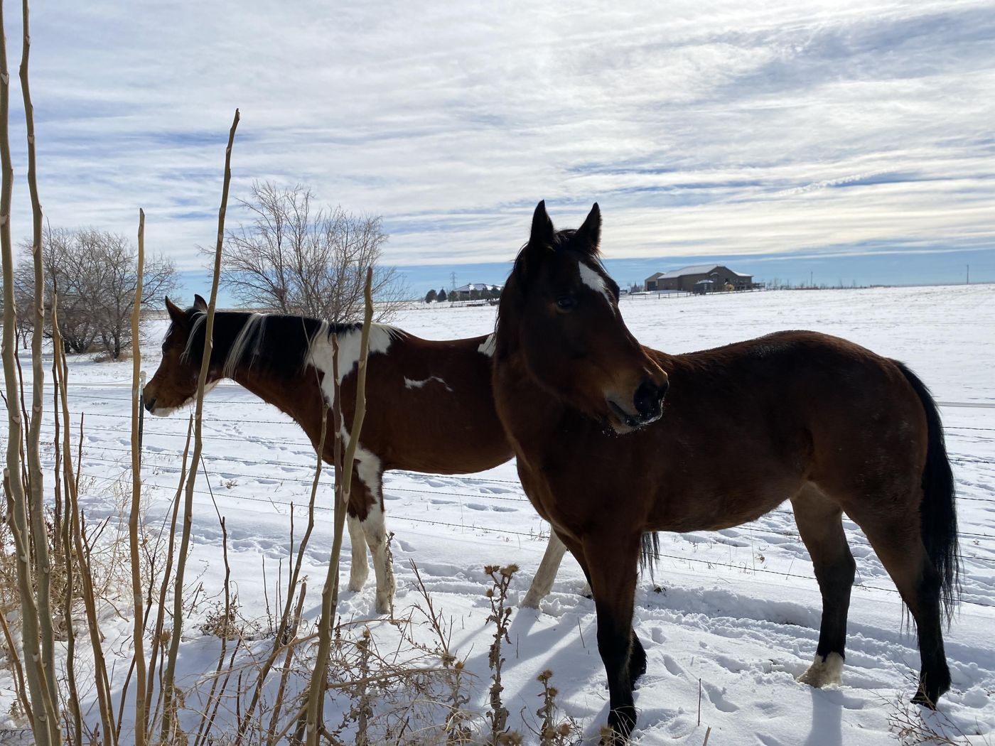Two of our horses standing together in fresh snow under a winter sky